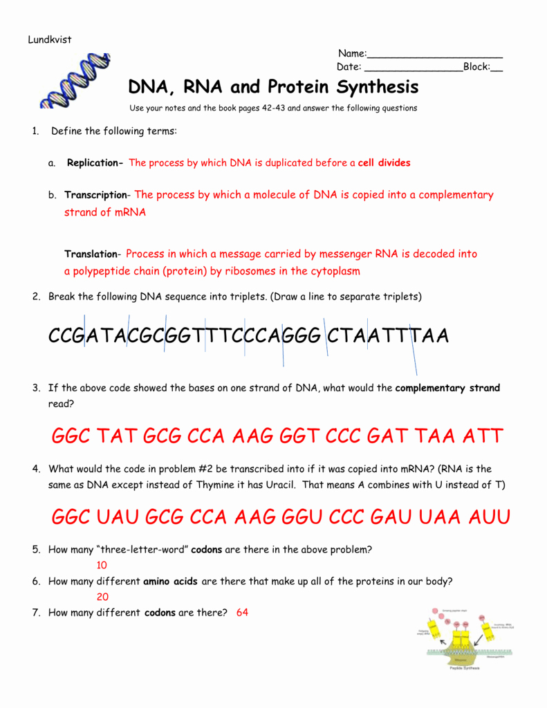 Protein Synthesis Worksheet Answer Key Inspirational Codon Worksheet Answer Key