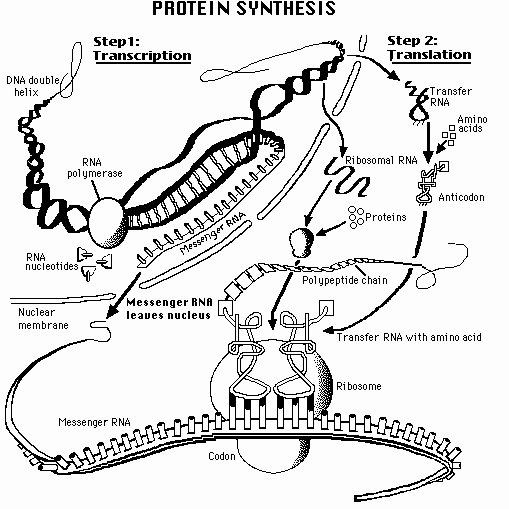 Protein Synthesis Worksheet Answers Beautiful Protein Synthesis Biology Pinterest