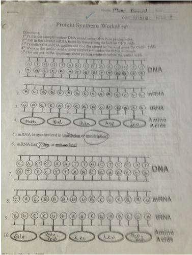 Protein Synthesis Worksheet Answers Beautiful Protein Synthesis Worksheet