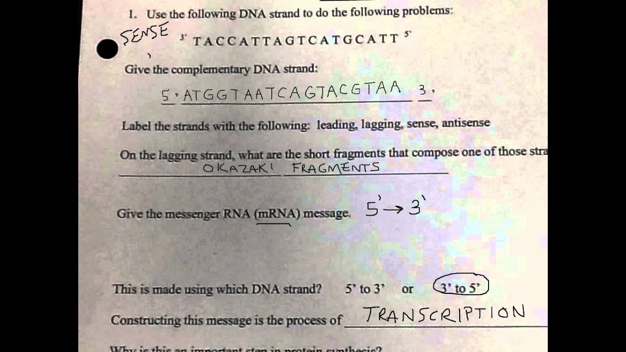 Protein Synthesis Worksheet Answers Best Of Wkst Protein Synthesis Practice