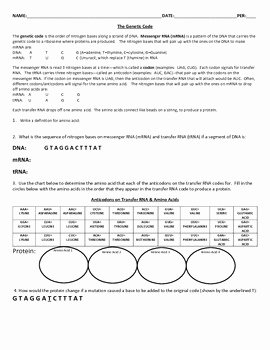 Protein Synthesis Worksheet Answers Elegant Protein Synthesis Transcription &amp; Translation Worksheet