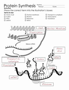 Protein Synthesis Worksheet Answers Inspirational Macromolecules Graphic organizer Google Search