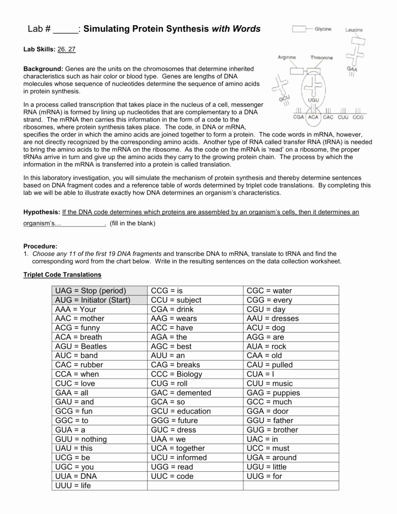 Protein Synthesis Worksheet Answers New Worksheet Determination Protein Amino Acids From Mrna
