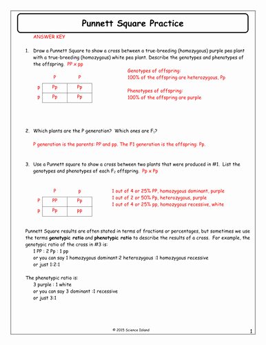 Punnett Square Practice Problems Worksheet New Punnett Square Practice Worksheet with Answers
