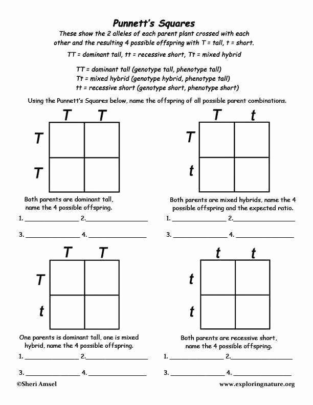 Punnett Square Practice Problems Worksheet New Punnett Square Worksheet Answers