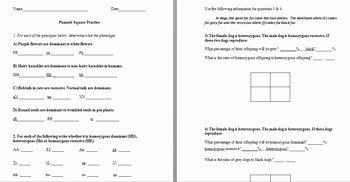 Punnett Square Practice Worksheet Answers Fresh Punnett Square Practice Worksheets with Answer Keys by the