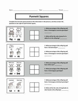Punnett Square Practice Worksheet Inspirational Genotypes and Punnett Square Worksheets by Haney Science