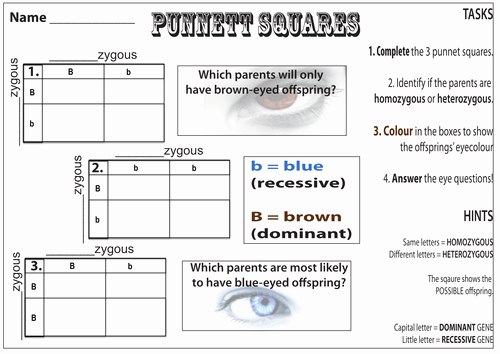 Punnett Square Practice Worksheet Inspirational Punnet Squares by Katie Lu