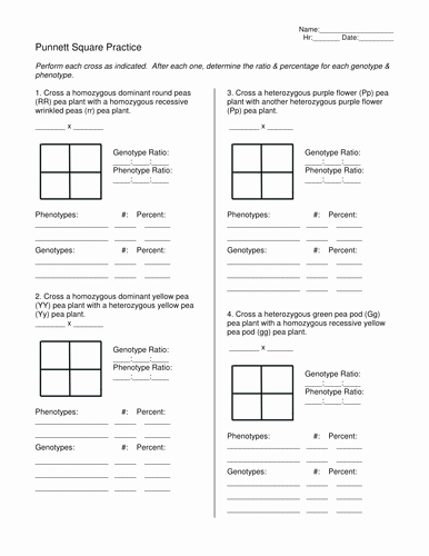 Punnett Square Practice Worksheet Inspirational Punnett Square Practice by Teachinsci