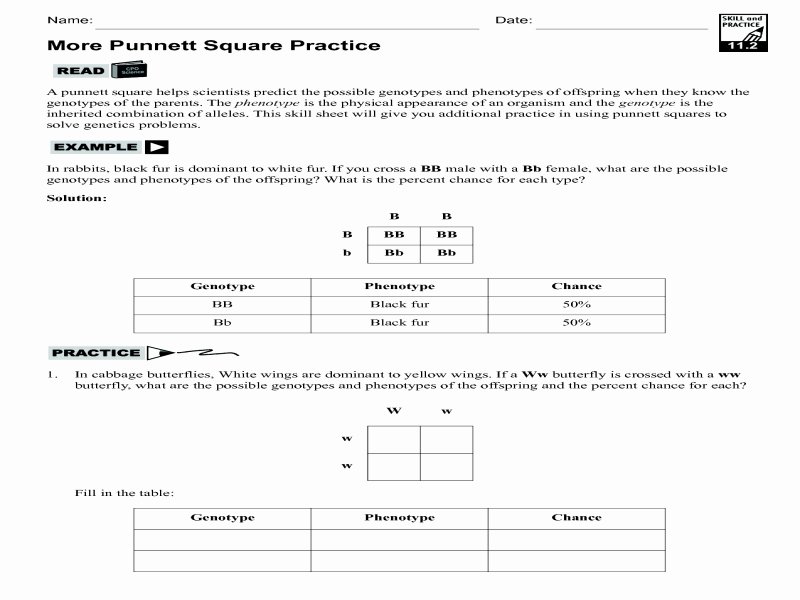 Punnett Square Practice Worksheet New Punnett Square Practice Worksheet Answer Key Free