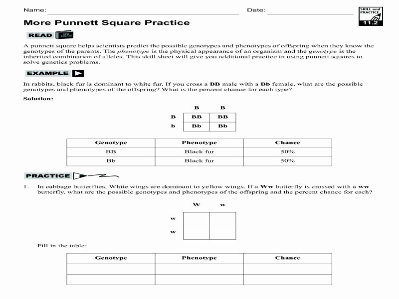 50 Punnett Square Practice Worksheet