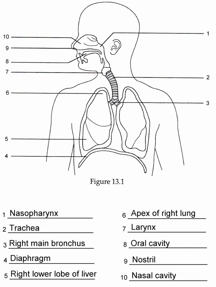 Respiratory System Worksheet Answer Key Awesome Human Anatomy Labeling Worksheets Respiratory Anatomy