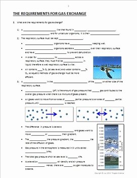 Respiratory System Worksheet Answer Key Awesome the Respiratory System Lesson 1 Powerpoint Worksheet