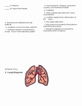 Respiratory System Worksheet Answer Key Beautiful Respiratory System Worksheet by the Lab assistants