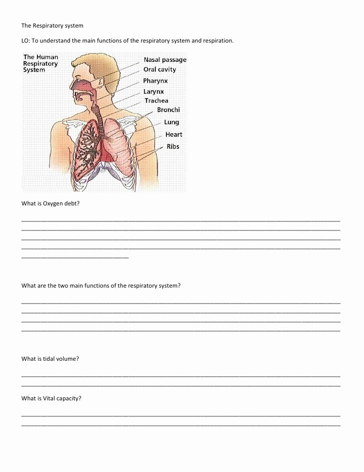 Respiratory System Worksheet Answer Key Best Of the Respiratory System Worksheet 1