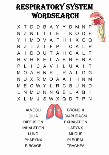 Respiratory System Worksheet Answer Key Elegant Biology Word Search Puzzle the Respiratory System