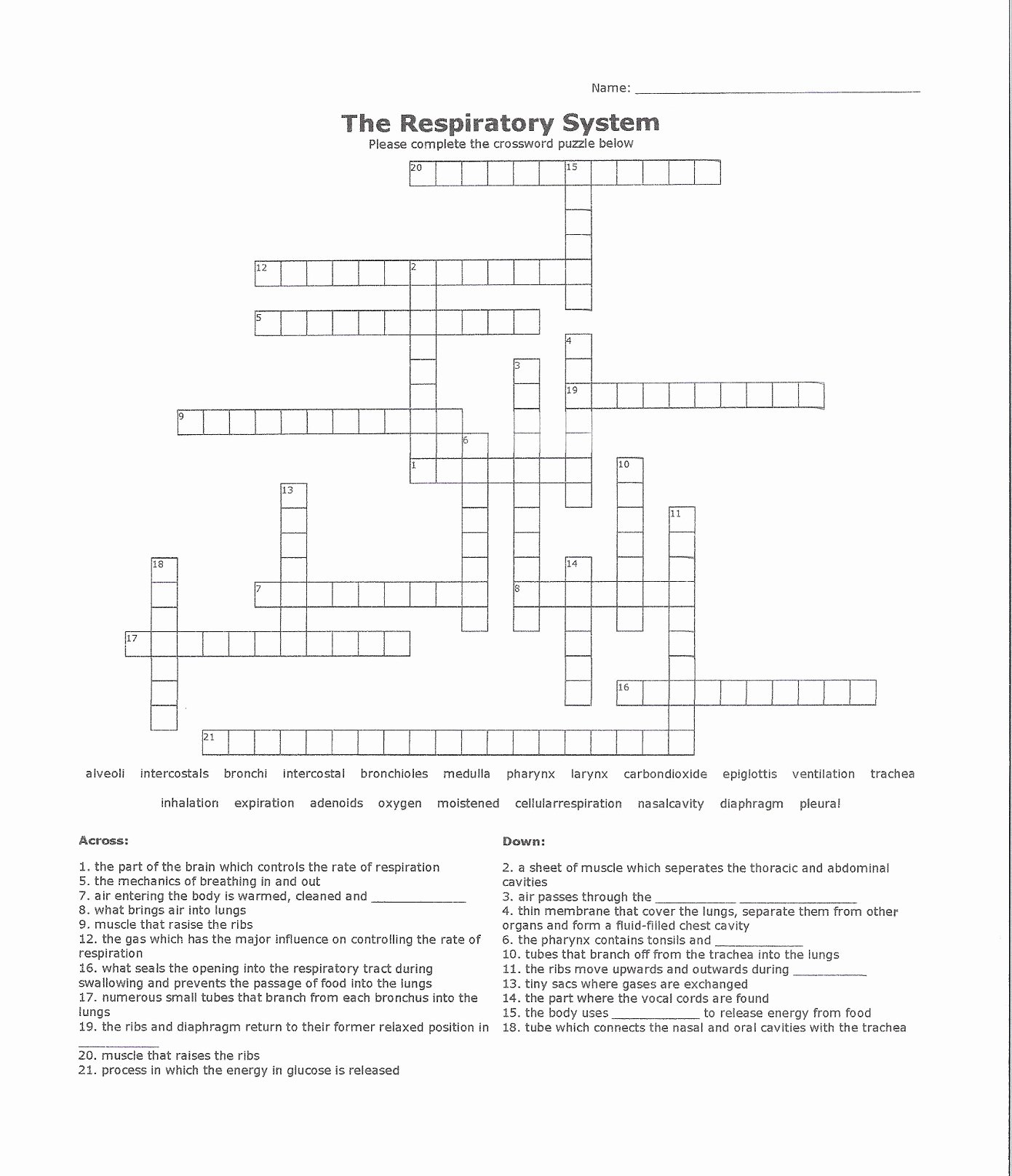Respiratory System Worksheet Answer Key Elegant Respiratory System Crossword Puzzle