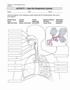 Respiratory System Worksheet Answer Key Fresh Skeleton Label Worksheet with Answer Key