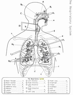 Respiratory System Worksheet Answer Key Inspirational Respiratory System Worksheet High School the Best