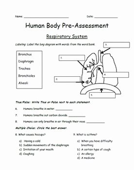 Respiratory System Worksheet Answer Key Lovely Respiratory System Pre assessment by Miss Barker S