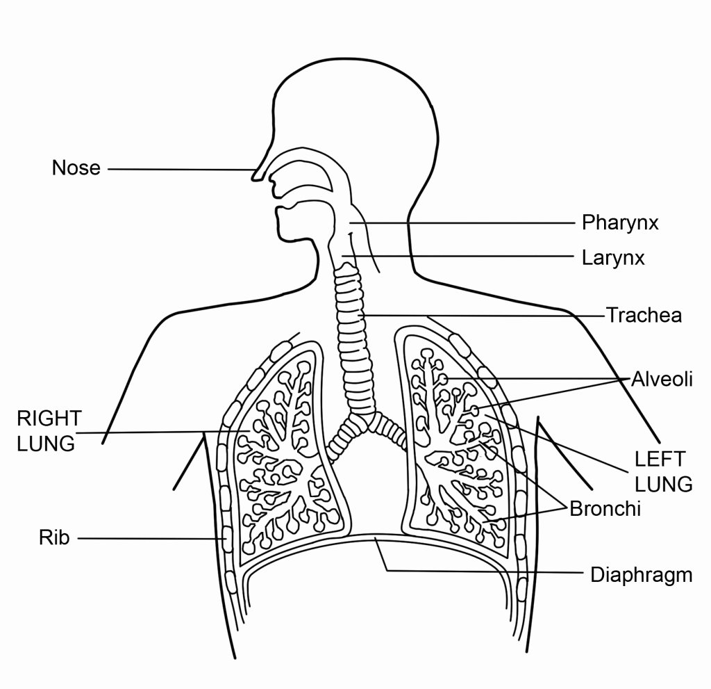 Respiratory System Worksheet Answer Key Lovely Respiratory System Worksheet Funresearcher