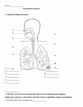 Respiratory System Worksheet Pdf Beautiful Respiratory System Worksheet by the Lab assistants