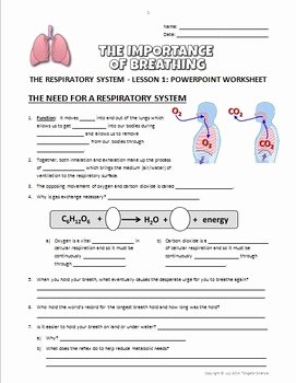 Respiratory System Worksheet Pdf Best Of the Respiratory System Lesson 1 Powerpoint Worksheet