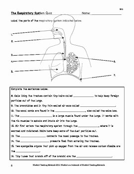 Respiratory System Worksheet Pdf Elegant Respiration the Respiratory System Facts Color