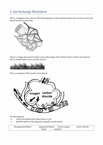 Respiratory System Worksheet Pdf Elegant Respiratory System by Khartog Teaching Resources Tes