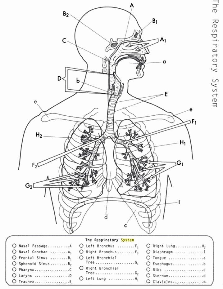Respiratory System Worksheet Pdf Fresh Anatomy and Physiology Coloring Workbook Respiratory