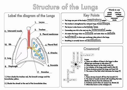 Respiratory System Worksheet Pdf Fresh Bumper Gcse Biology Worksheet Pack by Beckystoke