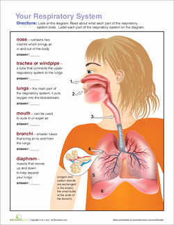 Respiratory System Worksheet Pdf Inspirational Breathe In Breathe Out the Respiratory System