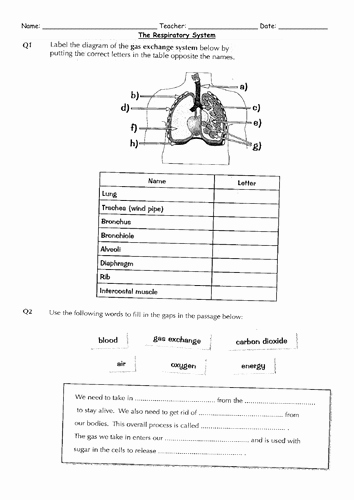 Respiratory System Worksheet Pdf Inspirational Ks3 the Respiratory System by Af7883 Teaching Resources