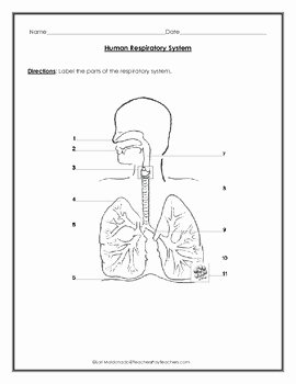 Respiratory System Worksheet Pdf Inspirational Respiratory System Diagram by Lori Maldonado