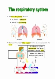Respiratory System Worksheet Pdf Lovely Respiratory System Worksheets for Kids the Best Worksheets