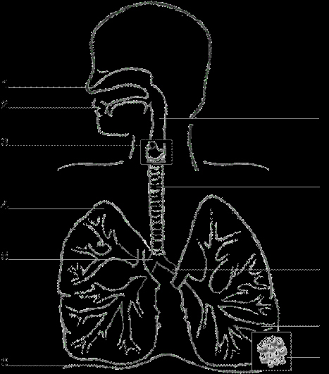 Respiratory System Worksheet Pdf Luxury Label the Respiratory System Worksheet the Best Worksheets