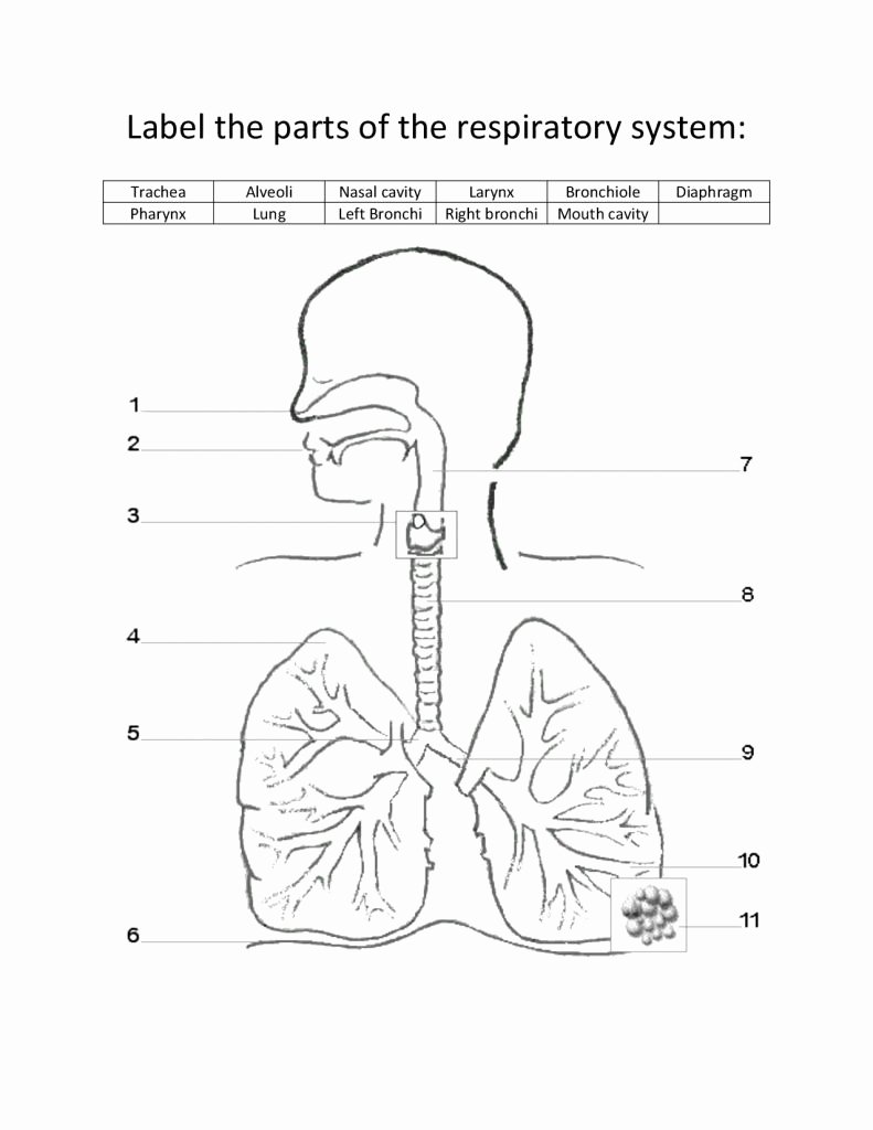 Respiratory System Worksheet Pdf New Labeled Diagram the Respiratory System for Kids