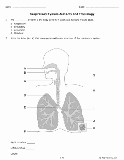 Respiratory System Worksheet Pdf New Respiratory System Anatomy and Physiology Grades 11 12