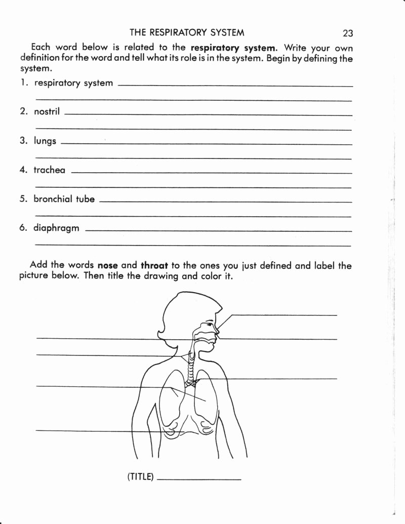 Respiratory System Worksheet Pdf New Respiratory System Worksheets