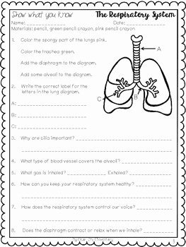 Respiratory System Worksheet Pdf New the Human Body Respiratory System Freebie by My Dear It