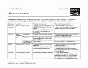 Respiratory System Worksheet Pdf New Vcc Lc Worksheets Anatomy &amp; Physiology