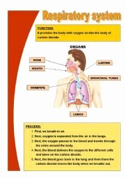 Respiratory System Worksheet Pdf Unique English Worksheet Basic Respiratory System