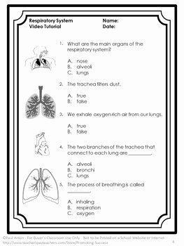 Respiratory System Worksheet Pdf Unique Free Respiratory System Test Human Body Systems Grade 5