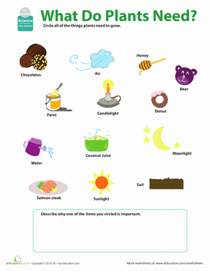 Science Worksheet for 1st Grade Beautiful What Do Plants Need Worksheet