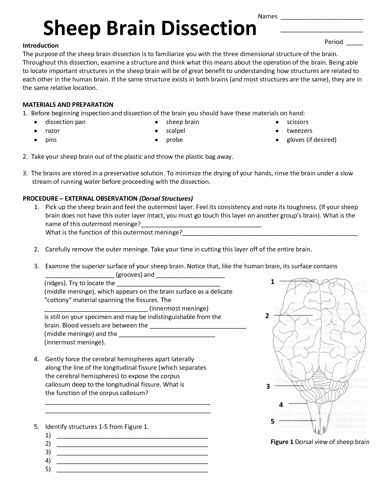 Sheep Brain Dissection Worksheet Awesome 6 Best Of Sheep Brain Dissection Diagram Sheep