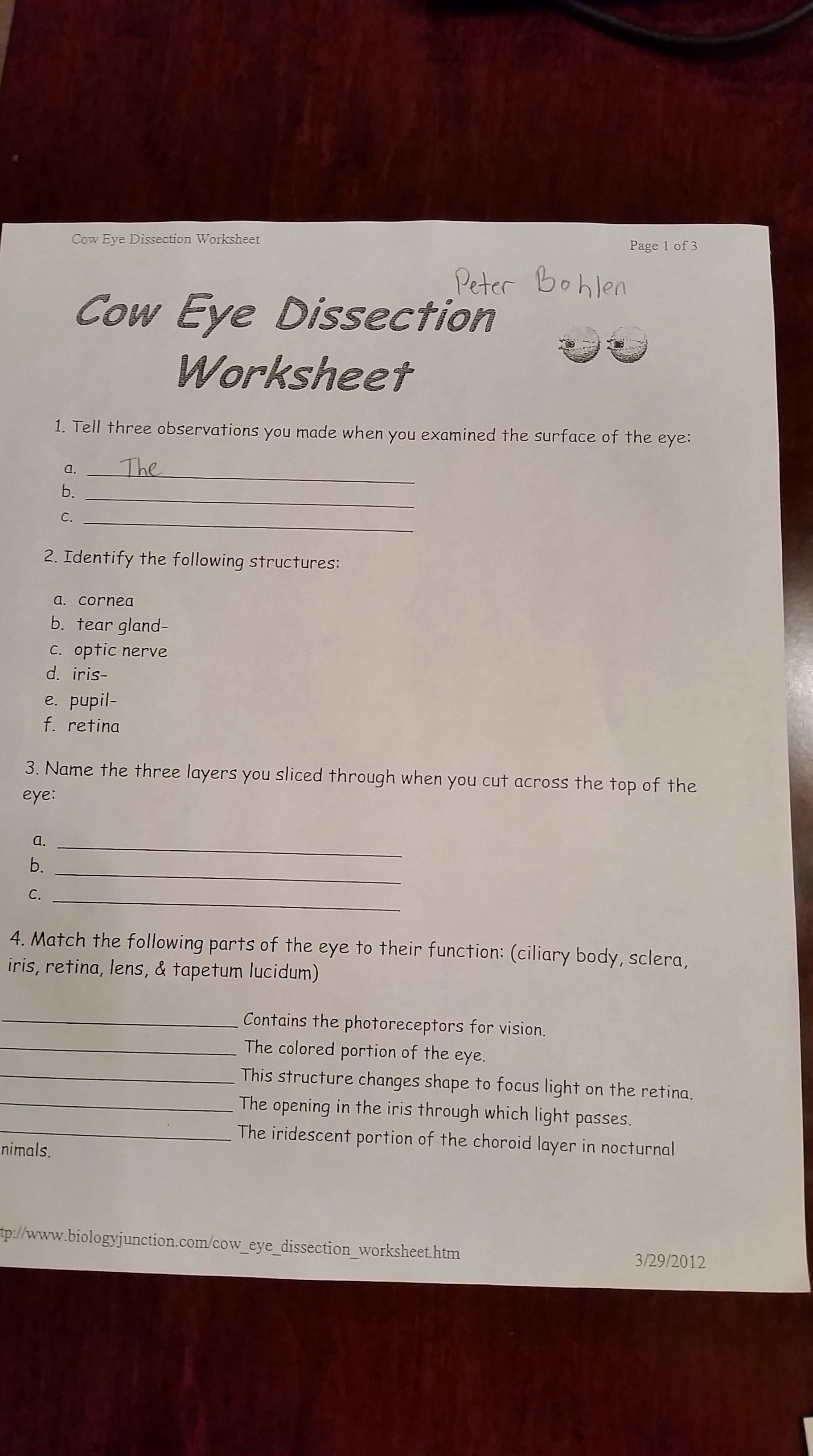 Sheep Brain Dissection Worksheet Awesome Sheep Brain Dissection Analysis Worksheet Answers