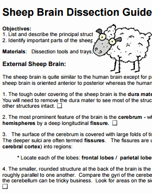 Sheep Brain Dissection Worksheet Beautiful Sheep Brain Dissection Guide