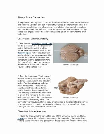 Sheep Brain Dissection Worksheet Beautiful Sheep Brain Dissection Mr E Science