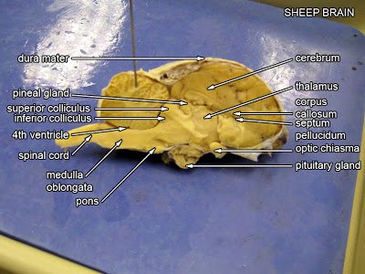 Sheep Brain Dissection Worksheet Beautiful Virtual Sheep Brain Dissection