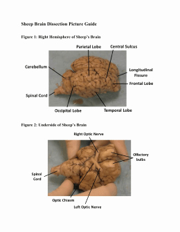 Sheep Brain Dissection Worksheet Fresh Studylib Essys Homework Help Flashcards Research
